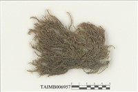 藏品(水苔屬)的圖片